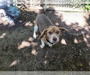 Beagle Dogs for adoption in Iroquois, IL, USA