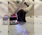 Small #2 Labrador Retriever