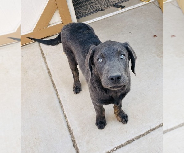 Medium Photo #3 Labrador Retriever Puppy For Sale in QUEEN CREEK, AZ, USA