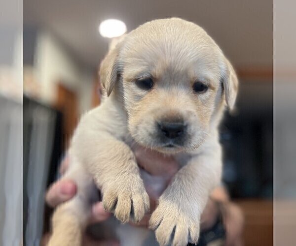 Medium Photo #96 Labrador Retriever Puppy For Sale in HIGH POINT, NC, USA