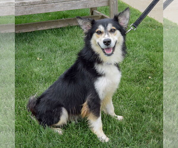 Medium Photo #4 Huskies -Unknown Mix Puppy For Sale in Huntley, IL, USA