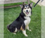 Small #3 Huskies  Mix
