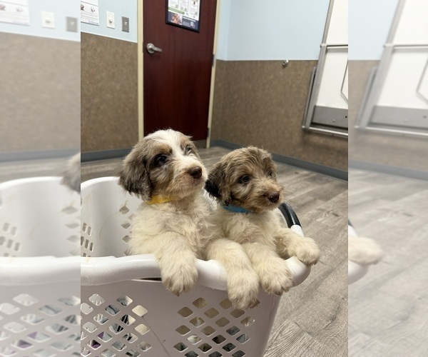 Medium Photo #5 Goldendoodle Puppy For Sale in WOODLEAF, NC, USA