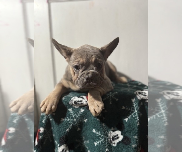 Medium Photo #3 French Bulldog Puppy For Sale in RIVERSIDE, NJ, USA