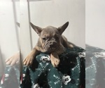 Small #2 French Bulldog