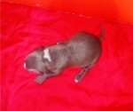 Small Photo #25 American Pit Bull Terrier Puppy For Sale in TRENTON, NJ, USA