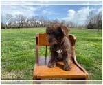 Small Photo #10 Schnauzer (Miniature) Puppy For Sale in NIANGUA, MO, USA