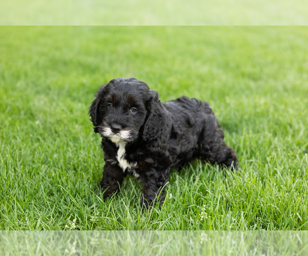 Medium Photo #4 Cockapoo (Miniature) Puppy For Sale in NAPPANEE, IN, USA