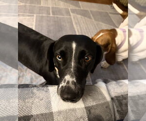 Sky - Female Basset Hound-Unknown Mix Dog for Adoption - Photo #2