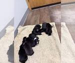 Small Photo #4 Labrador Retriever-Unknown Mix Puppy For Sale in Princeton, MN, USA