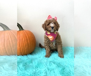 Goldendoodle (Miniature) Puppy for sale in ORLANDO, FL, USA