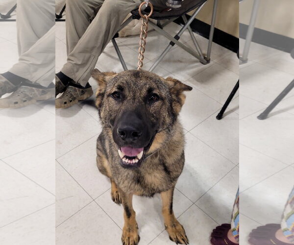Medium Photo #3 German Shepherd Dog Puppy For Sale in Centreville, VA, USA