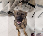 Small #2 German Shepherd Dog