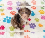 Small #14 Cockapoo (Toy)-Poodle (Toy) Mix