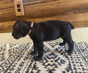 Medium Cane Corso
