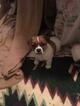 Small Photo #3 Jack Russell Terrier Puppy For Sale in KATY, TX, USA