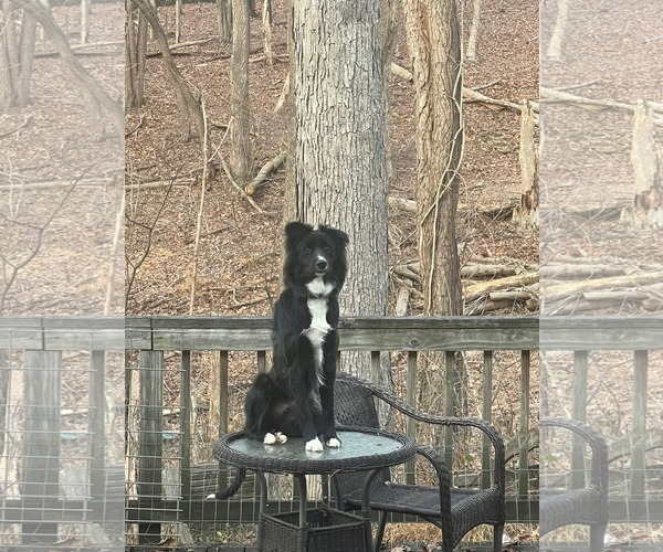 Medium Photo #2 Border Collie-Unknown Mix Puppy For Sale in Uwchlan, PA, USA