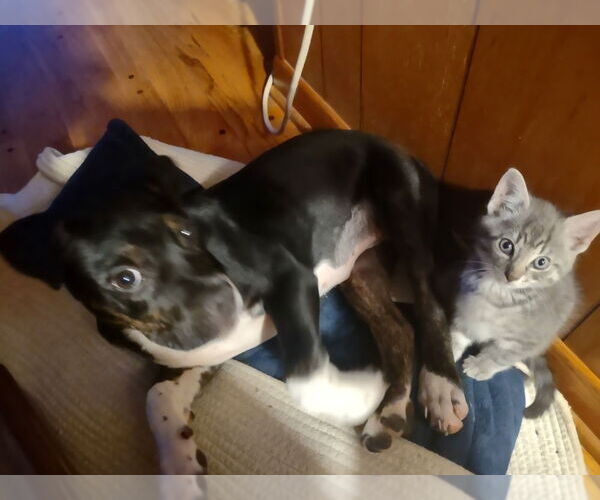 Medium Photo #2 American Pit Bull Terrier Puppy For Sale in Evansville, IN, USA