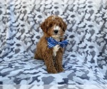 Small #3 Cavapoo (Miniature)