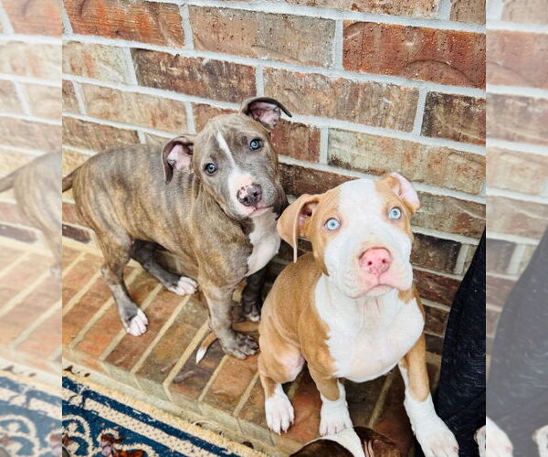 Medium Photo #3 American Pit Bull Terrier Puppy For Sale in Claremore, OK, USA