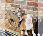 Small #2 American Pit Bull Terrier