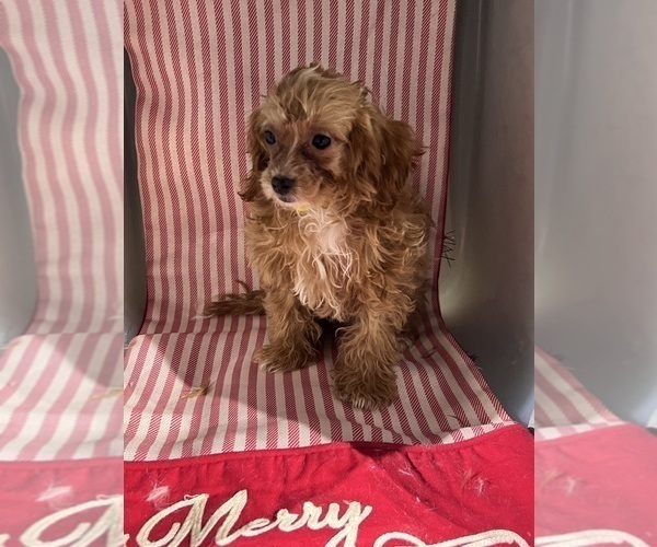Medium Photo #10 ShihPoo Puppy For Sale in DURHAM, CT, USA