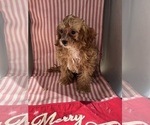 Small Photo #10 ShihPoo Puppy For Sale in DURHAM, CT, USA