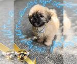 Small #2 Shih Tzu