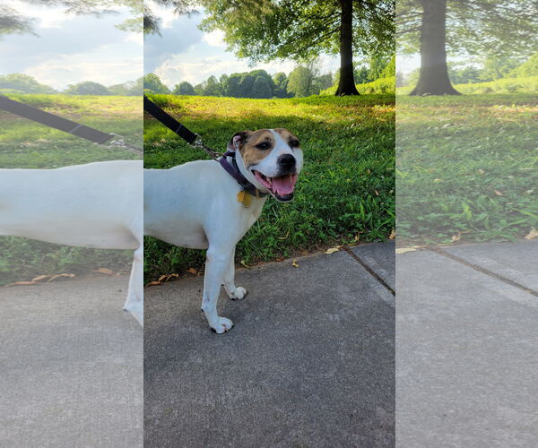 Medium Photo #5 Bullboxer Pit Puppy For Sale in Oakhurst, NJ, USA