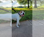 Small #4 Bullboxer Pit