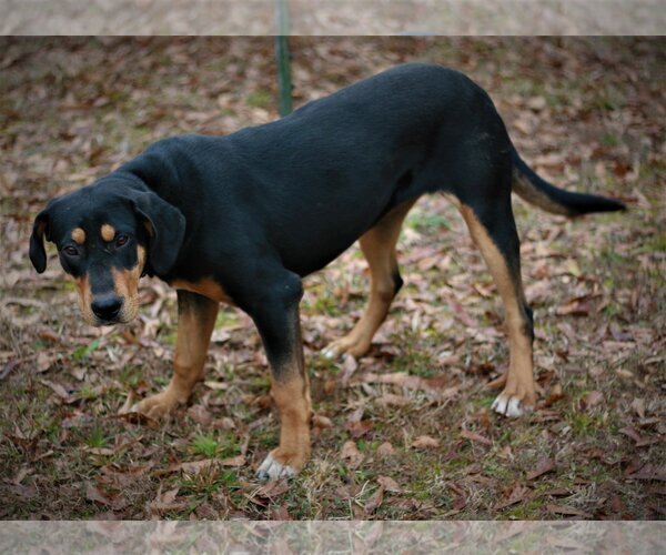 Medium Photo #4 Black and Tan Coonhound-Doberman Pinscher Mix Puppy For Sale in Attalka, AL, USA