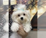 Small #2 Maltese