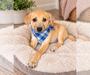 Aussiedor Dogs for adoption in Phoenix, AZ, USA
