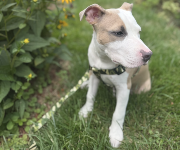 Medium Photo #1 American Pit Bull Terrier Puppy For Sale in TRENTON, NJ, USA
