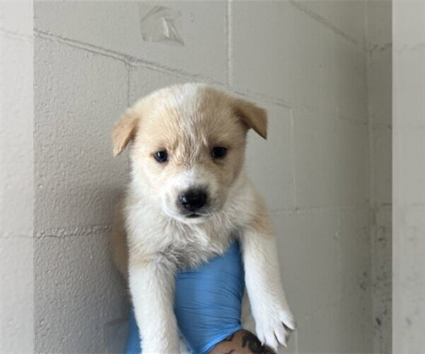 Medium Photo #2 German Shepherd Dog Puppy For Sale in San Bernardino, CA, USA