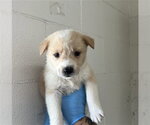 Small #1 German Shepherd Dog