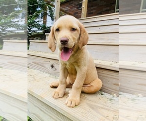 Labrador Retriever Litter for sale in WILDWOOD, GA, USA