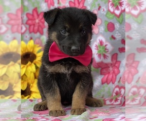 German Shepherd Dog Dog for Adoption in LANCASTER, Pennsylvania USA