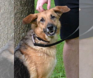German Shepherd Dog Dogs for adoption in Enfield, CT, USA