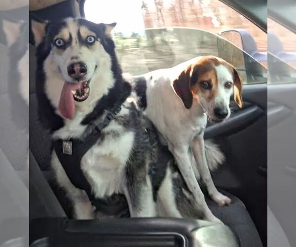 Medium Photo #4 Siberian Husky-Unknown Mix Puppy For Sale in Mooresville, NC, USA