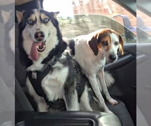 Marshall - Male Siberian Husky-Unknown Mix Dog for Adoption - Photo #4