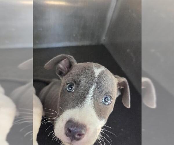 Medium Photo #1 American Staffordshire Terrier Puppy For Sale in San Antonio, TX, USA