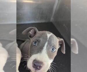 American Staffordshire Terrier Dogs for adoption in San Antonio, TX, USA
