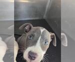 Small American Staffordshire Terrier