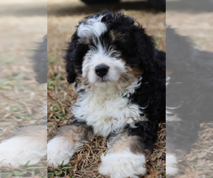 Bernedoodle Puppy for sale in ITASCA, TX, USA