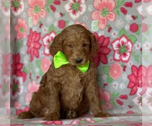Goldendoodle Dog for Adoption in LANCASTER, Pennsylvania USA