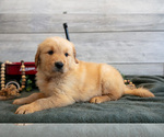 Small #2 Golden Retriever