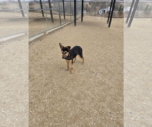 Australian Shepherd-Unknown Mix Dogs for adoption in Maquoketa, IA, USA