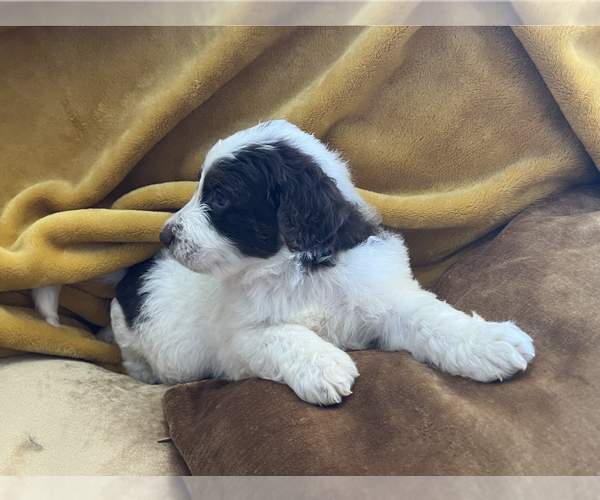 Medium Photo #6 Aussiedoodle Puppy For Sale in CHANDLER HEIGHTS, AZ, USA