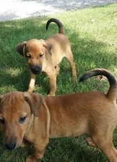 Shepradors Dogs for adoption in RICHMOND, MI, USA